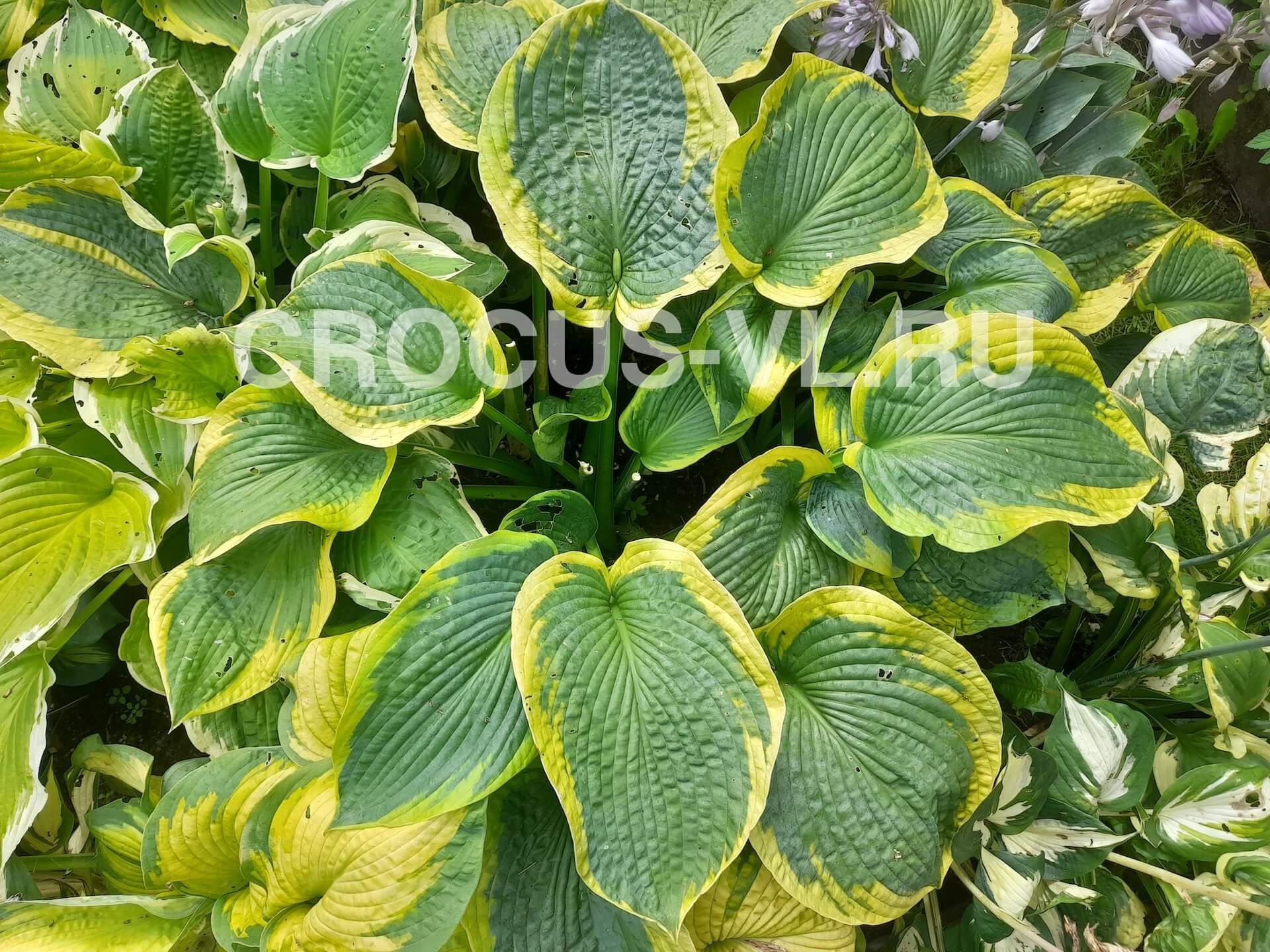 Хоста гибридная «Самурай»